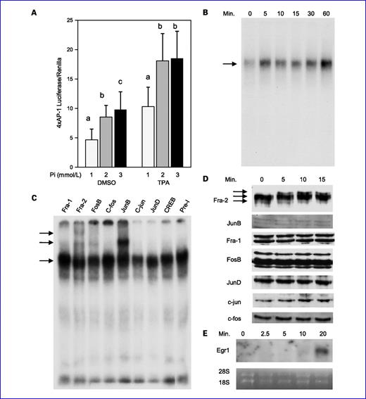 Fig. 2. High Pi concentrations increase AP-1 activation in transformation-sensitive JB6 cells. A, high Pi increases AP-1 transcriptional activity in JB6 cells: cells were transfected with a 4× AP-1 luciferase and Renilla reporter constructs, and after 24 h serum-starved overnight. Medium was then supplemented to a final concentration of 1, 2, or 3 mmol/L of Pi in the presence of DMSO (control) or 10 ng/mL of TPA in DMSO for 6 h. AP-1 transcriptional activity was measured using a luciferase reporter assay (six replicates/treatment) and Renilla by Stop-and-Glo. Luciferase activity was then normalized to Renilla and averaged. Columns with different characters differ at P < 0.05. B, high Pi increases within 5 min AP-1 DNA binding in JB6 cells: cells were supplemented with 2 mmol/L of Pi for 0, 5, 10, 15, 30, or 60 min and EMSA was done using an oligo containing a consensus AP-1 binding element. C, high Pi primarily increases within 5 min DNA binding of the AP-1 proteins Fra-2, JunB, and FosB: cells were supplemented with 2 mmol/L of Pi for 5 min and EMSA was done using an oligo containing a consensus AP-1 element and antibodies specific to the seven individual AP-1 family members (Fra-1, Fra-2, c-fos, FosB, JunB, c-Jun, and JunD) and CREB (representative of multiple experiments). D, high Pi alters AP-1 protein forms: JB6 cells were serum-starved (1 mmol/L Pi) followed by the addition of 2 mmol/L of Pi (3 mmol/L final) for the indicated times. Nuclear lysates were analyzed by Western blotting and probed as indicated. E, high Pi increases Egr1 expression within 20 min. JB6 cells were treated as in D and cells harvested for Northern analysis. Results are representative of multiple experiments.