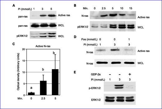Fig. 3. High Pi concentrations activate N-ras in transformation-sensitive JB6 cells. A, high Pi increases within 5 min ras activity and phosphorylation of ERK1/2 in JB6 cells: cells were serum-starved overnight and supplemented with 2 or 4 mmol/L of Pi for 5 min (1, 3, and 5 mmol/L final). Ras activation of whole cell lysate blots was measured using the Ras-binding domain of Raf-1 and detected using pan-ras antibody. Phosphorylation of ERK1/2 was measured from a duplicate whole cell lysate blot using phosphorylated ERK1/2 antibody. B, high Pi increases within 2.5 min N-ras activity and phosphorylation of ERK1/2 in JB6 cells: cells were serum-starved overnight and treated with 2 mmol/L of Pi (3 mmol/L final) for 0, 2.5, 5, 10, and 15 min. A ras activation assay was done (active ras) and whole cell lysate (WCL) from the same samples were probed with antibodies for N-ras and phosphorylated ERK1/2, respectively. C, quantitation of N-ras activity at 0, 2.5, and 5 min from three separate experiments: results are expressed as arbitrary units obtained from densitometry analysis. Columns with different characters differ at P < 0.05. D, phosphate transport is required for Pi to increase N-ras activity: cells were serum starved overnight and supplemented for 2.5 min with 0 or 2 mmol/L of Pi and vehicle (H2O) or 1 mmol/L of the phosphate transport inhibitor foscarnet [phosphonoformic acid (FOS)]. Ras activation (active ras) and whole cell lysate (WCL) blots were probed with antibodies for N-ras. E, inhibition of GDP/GTP exchange blocks Pi induced ERK1/2 phosphorylation: JB6 cells were serum-starved overnight (1 mmol/L Pi) and pretreated with 2.5 mmol/L of GDPβS. The cells were treated with 2 mmol/L of Pi (3 mmol/L final) for 10 min and resulting cell lysates analyzed by Western blotting.