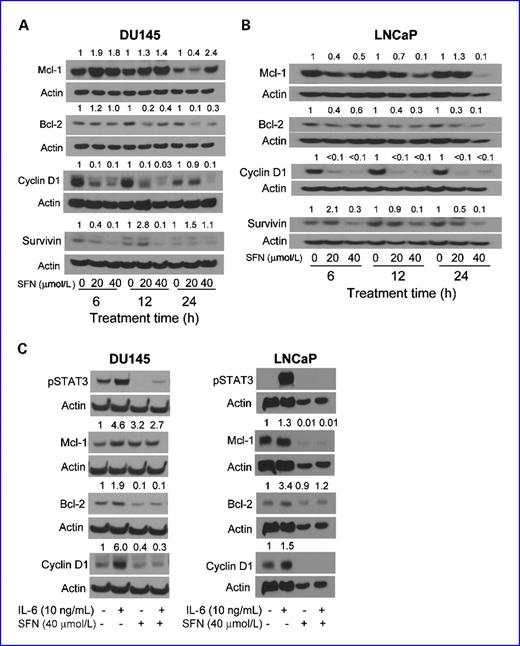 Fig. 4. Immunoblotting for Mcl-1, Bcl-2, cyclin D1, and survivin using lysates from DU145 (A) and LNCaP (B) cells treated for 6, 12, or 24 with DMSO (control) or the indicated concentrations of SFN. C, immunoblotting for pSTAT3, Mcl-1, Bcl-2, and cyclin D1 using lysates from DU145 and LNCaP cells treated for 24 h with 40 μmol/L SFN with or without 1-h stimulation (at the end of the 24-h incubation period) with 10 ng/mL IL-6. The blots were stripped and reprobed with anti-actin antibody to normalize for differences in protein level. Numbers on top of the immunoreactive bands represent changes in protein levels relative to DMSO-treated control. Each immunoblotting experiment was repeated at least twice, and representative data from one such experiment are shown.