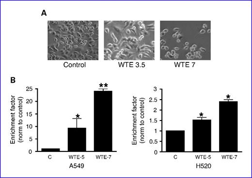 Fig. 1. A, WTE induced morphologic changes in A549 cells in a dose-dependent manner. A549 cells were incubated with varying does of WTE. Representative photomicrographs of conditioned A549 cell culture following 17 h of incubation: left, control; middle, WTE containing 3.5 μg/mL of EGCG; right, WTE containing 7 μg/mL of EGCG. B, quantification of apoptosis in conditioned A549 and H520 cells by cell death detection ELISA. WTE induced apoptosis in A549 and H520 cells in a dose-responsive manner, as measured by specific determination of mononucleosomes and oligonucleosomes in the cytoplasmic fraction of cell culture lysates. WTE 5, WTE containing 5 μg/mL of EGCG; WTE 7, WTE containing 7 μg/mL of EGCG. The mean ± SD absorbance values at 405 nm are reported. Columns, mean; bars, SE (n = 3). *, P < 0.05. **, P < 0.01.