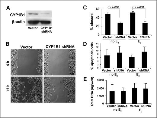 Figure 3. CYP1B1 deficiency decreases the motility of MSK-Leuk1 cells. A, detection of CYP1B1 in vector-expressing and shRNA-expressing cells by Western blot. Stable clones were selected with puromycin for 1 week, expanded, and analyzed using antibodies specific for CYP1B1. B, representative images of cell monolayers at baseline (0 hours) and 16 hours postscratch, treated with vehicle (0.01% ethanol) or E2 (1 nmol/L). Similar response was observed for vehicle- and E2-treated cells. C, percentage of gap closure calculated as (area at 16 hours − area at 0 hour)/(area at 0 hour) in CYP1B1 shRNA- and vector-expressing cells treated with vehicle or E2. Gap area was calculated as a mean of 3 replicates. D, apoptosis in CYP1B1 shRNA- and vector-expressing cells during the 16-hour period, as measured using a Nexin kit (Millipore). E, proliferation of CYP1B1 shRNA- and vector-expressing cells during the 16-hour period, measured using a Fluorescent DNA Quantitation kit (BioRad). All bars represent the mean of 3 replicates, ± SE.