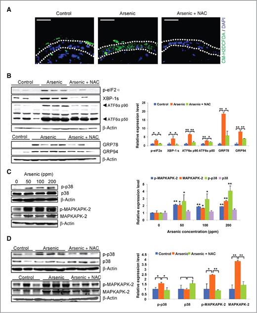 Figure 2. Arsenic-induced UPR and MAPK signaling pathways are dependent on ROS production. A, images showing fluorescence of oxidized CM-H2DCFDA in the epidermis as outlined by the dotted lines (original magnification, 200×). The area above the dotted lines shows some nonspecific fluorescent staining of the stratum corneum. The area below the dotted lines represents dermis. Each staining is representative of 3 independent samples; scale bar, 50 μm. B, Western blot analysis and relative expression level of epidermal p-eIF2α, XBP-1s, ATF6α, GRP78, and GRP94 (*, P < 0.05; **, P < 0.01). C and D, Western blot analysis and relative expression levels of epidermal p-p38, p38, p-MAPKAPK-2, and MAPKAPK-2 (*, P < 0.05; **, P < 0.01). Skin samples in A, B, and D were taken from animals in control, arsenic (200 ppm), and arsenic (200 ppm) + NAC (150 mg/kg) groups, whereas those in C were from 0, 50, 100, and 200 ppm arsenic-treated animals.