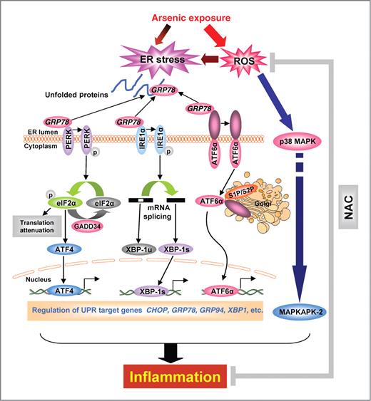 Figure 4. Flow diagram showing arsenic-mediated UPR, MAPK signaling, and inflammation in murine skin. Arsenic triggers ROS production in the skin and induces accumulation of unfolded proteins in ER which causes ER stress. Under stress condition, the chaperone GRP78 dissociates from ER membrane resident sensors PERK, IRE1α, and ATF6α, which leads to their phosphorylation or proteolysis-dependent activation. Activated IRE1α functions as a nuclease and splices XBP-1 mRNA. XBP-1s is translated into a potent transcription factor which activates the transcription of UPR target genes including GRP78 and GRP94. Activated PERK phosphorylates eIF2α which causes global translation attenuation and selectively upregulates the translation of ATF4 mRNA. Following migration into nucleus, ATF4 activates the transcription of its downstream UPR target genes such as CHOP indicating the activation of PERK-dependent signaling. Activated ATF6α translocates from ER to Golgi where it is cleaved by S1P or S2P proteases producing an active transcription factor ATF6α p50. ATF6α p50 also migrates into nucleus and leads to transcriptional activation of UPR target genes in the skin. In addition, arsenic-induced ROS activates p38 MAPK and its downstream protein MAPKAPK-2. Activation of UPR and MAPK signaling both contribute to the onset of inflammation in the skin. However, the antioxidant NAC treatment reduces ROS production and at least partially attenuates UPR and MAPK signaling as well as inflammatory cytokines/chemokines.
