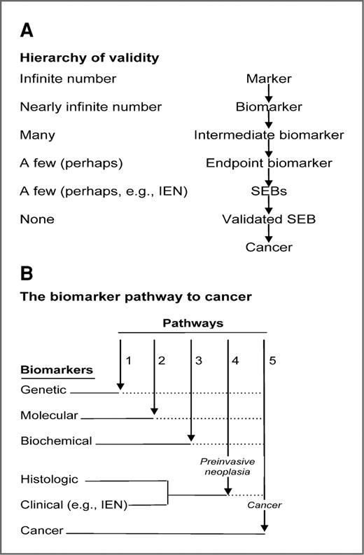 Figure 2. A nosology of biomarkers. A, the hierarchy of validity highlights the critical lack of validated surrogate endpoint biomarkers (SEB) available for chemoprevention research. B, determining when a biomarker is on the path of and becomes a true surrogate for the cancer endpoint is a challenging task. As indicated by the dotted lines following them, only genetic, molecular, biochemical, and histologic and clinical biomarkers that ultimately transverse pathways 4 and 5 would be SEBs. Cancer biomarkers may not be present at earlier stages of the pathway to cancer and thus may not serve as SEBs. Modified from ref. 42 and reprinted with permission of Springer.