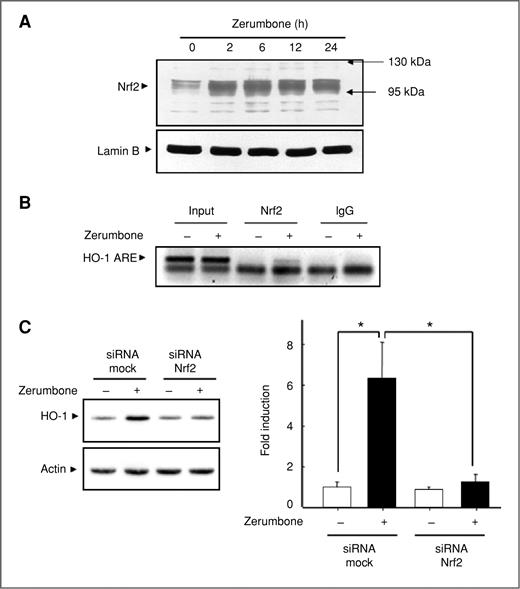 Figure 2. Zerumbone activates Nrf2-ARE signaling responsible for HO-1 expression in JB6 cells. A, nuclear translocation of Nrf2 is enhanced by zerumbone in JB6 cells. Cells were treated with zerumbone (10 μmol/L) and harvested at the indicated times. Nuclear fraction was isolated as described in Materials and Methods and analyzed to determine the nuclear Nrf2 levels by Western blotting. B, JB6 cells were incubated with zerumbone for 6 hours and the ChIP assay was conducted as described in Materials and Methods. C, cells were transiently transfected with siRNA-Nrf2 or control vector and treated with zerumbone (10 μmol/L) for 6 hours. Cell lysates were subjected to Western blotting to determine the levels of HO-1 expression. *, P < 0.01.