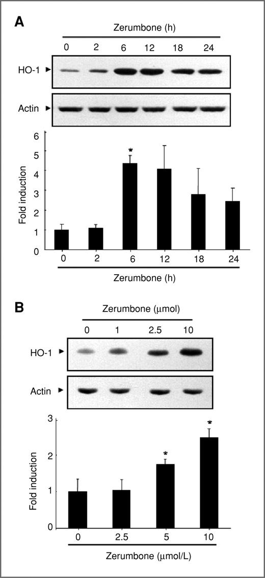 Figure 3. Zerumbone induces HO-1 protein expression in mouse skin in vivo. HR-1 hairless mice were treated topically with 10 μmol of zerumbone dissolved in 200 μL of acetone on the dorsal skin for the indicated durations (A) or with different doses (1, 2.5, and 10 μmol) of zerumbone for 6 hours (B). Tissue lysates were prepared, and the levels of HO-1 expression were determined by Western blot analysis. Graph indicates the mean values obtained from triplicate experiments with their SD. Significant differences were evaluated by the Student's t test. *, P < 0.05, significantly different as compared with the 0-hour control.