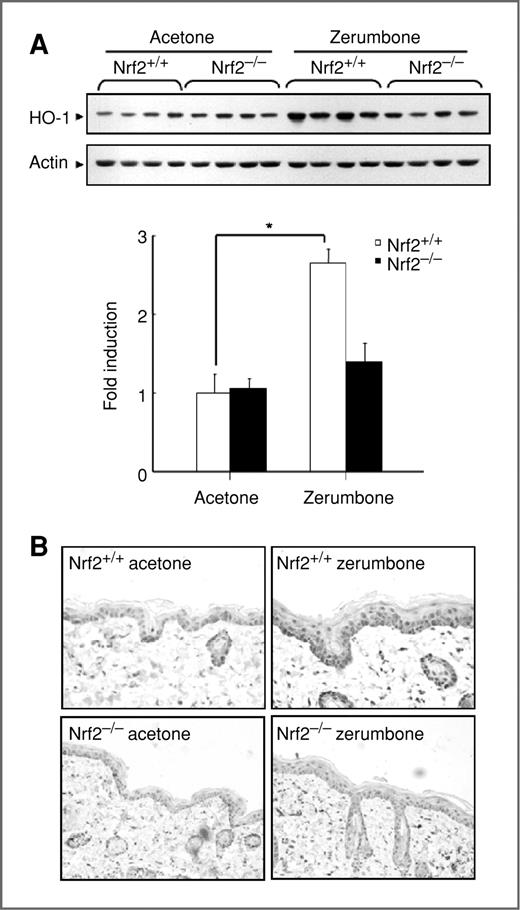 Figure 4. Nrf2 is required for zerumbone-induced induction of HO-1 expression in mouse skin in vivo. Dorsal skins of Nrf2 wild-type and Nrf2 knockout mice (n = 4 per treatment group) were treated with acetone or 10 μmol zerumbone, and the skin tissues were collected at 6 hours. A, tissue lysates were analyzed by Western blotting to measure HO-1 levels. Data are presented as mean ± SD. *, P < 0.01, significantly different from the acetone control in Nrf2 wild-type mice. B, formalin-fixed and paraffin-embedded skin sections were analyzed by immunohistochemistry and the levels of HO-1 were compared between Nrf2 wild-type and Nrf2 knockout mice.