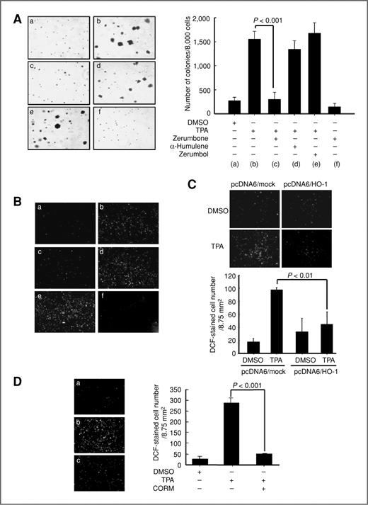 Figure 6. Role of zerumbone-induced HO-1 expression in protecting against TPA-induced transformation and ROS generation in JB6 cells. A, cells (8 × 103 per well) were exposed to 10 ng/mL TPA alone or together with zerumbone, α-humulene, or zerumbol at 10 μmol/L each in 0.33% BME agar containing 10% FBS or 0.5% BME agar containing 10% FBS. Cell colonies were counted after 2 weeks of incubation at 37°C in 5% CO2. Columns indicate mean values obtained from triplicate experiments with the bars as SD. B, cells were seeded (5 × 103 per well) into 8-chambered cover glasses immersed in 200 μL of 5% FBS-MEM. After 24 hours, cells were pretreated with zerumbone α-humulene or zerumbol at 10 μmol/L for additional 12 hours and then exposed to 10 ng/mL TPA for additional 2 hours. The intracellular ROS level was measured by DCF-DA staining as described in Material and Methods. DCF-stained cells were counted under a microscope with the aid of Image-Pro Plus Software (version 5.1): DMSO control (a), TPA alone (b), zerumbone and TPA (c), α-humulene and TPA (d), zerumbol and TPA (e), and zerumbone only (f). C, cells were seeded (5 × 103 per well) into 8-chambered cover glasses immersed in 200 μL of 5% FBS-MEM and transiently transfected with pcDNA6/mock or pcDNA6/HO-1. At 24 hours after transfection, cells were treated with or without 10 ng/mL TPA for 2 hours. The intracellular ROS level was measured by DCF-DA staining as described earlier. Columns indicate mean values obtained from triplicate experiments with the bars as SD. D, cells were seeded (5 × 103 per well) into 8-chambered cover glasses immersed in 200 μL of 5% FBS-MEM and were exposed to 10 ng/mL TPA alone or together with 50 umol/L CORM. Intracellular ROS level was measured by DCF-DA staining as described in Material and Methods. DCF-stained cells were counted under a microscope with the aid of Image-Pro Plus Software (Version 5.1): DMSO control (a), TPA alone (b), and CORM and TPA (c). Data are presented as mean ± SD. Statistical analysis was done by the Student's t test.