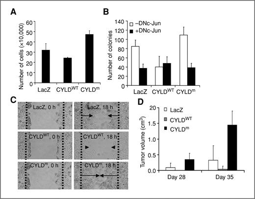 Figure 3. CYLD controls human SCC through suppressing JNK/AP1 function. A, cell growth. B, soft agar colony formation. A431 cells were transduced with retroviruses for expression of LacZ, CYLDWT, or CYLDm along with or without DNc-Jun. Graphs represent average numbers of (A) cells or (B) colonies + SD. C, cell migration. Cells transduced as above were grown to near confluence and then scratch-wounded. Images were taken at 0 and 18 hours postwounding. D, subcutaneous tumor growth. Cells transduced as above were injected subcutaneously into CB.17SCID mice (5 × 105 cells per mouse; 5–10 mice per group). Tumors were measured on day 28 and 35, and average tumor volumes were shown + SD.