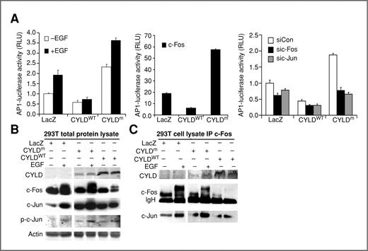 Figure 4. CYLDm increases AP1 activity (A) AP1-luciferase gene reporter analysis. 293T cells were cotransfected with AP1-firefly luciferase along with LacZ, CYLDWT, or CYLDm expression constructs and then treated with EGF for 4 hours or cotransfected with the c-Fos expression construct or siRNA oligonucleotides targeting c-Jun (sic-Jun), c-Fos (sic-Fos), or nonsilencing control (siCon). Graphs represent the means of relative luciferase reading units (RLU) from triplicate experiments + SD. B, immunoblotting for CYLD, c-Fos, c-Jun, p-c-Jun, and actin. Protein lysates were isolated from 293T cells stably expressing LacZ, CYLDWT, or CYLDm and treated with or without EGF. C, IP of protein lysates collected as in B for c-Fos followed by immunoblotting for CYLD, c-Fos, or c-Jun. IgH, IgG heavy chain.