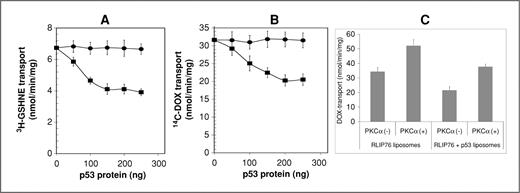 Figure 3. Effect of p53 and PKCα on the transport activity of RLIP76. The transport activity of RLIP76 toward GSHNE (A) and DOX (B) was measured by using purified rec-RLIP76 reconstituted into artificial cholesterol/asolectin liposomes as previously described (24). The effect of p53 (squares) or bovine albumin serum (round dots) at varying molar ratios was examined by incubating varying concentrations of these proteins in the transport medium. Transport medium contained RLIP76 proteoliposomes (250 ng protein/30 μL reaction mixture), 10 μmol/L 3H-GSHNE (specific activity, 3.1 × 104 cpm/nmol), or 3.6 μmol/L 14C-DOX (specific activity, 8.5 × 104 cpm/nmol), without or with 4 mmol/L ATP (3 experiments, each in triplicate; n = 9). Heat-inactivated p53 protein was also used for additional control. The effect of p53 on PKCα-stimulated 14C-DOX transport activity of RLIP76 was also carried out (C). RLIP76 liposomes alone or in combination with p53 liposomes were divided into 4 groups for preincubation for 30 minutes at 37°C: first and third, 1 mmol/L ATP and no PKCα; second and fourth, 1 mmol/L ATP and 0.05 μg PKCα/μg of liposome. In first and second, RLIP76 liposomes were used, and in third and fourth, a mixture of RLIP76 + p53 liposomes was used. Transport assay was then carried out in the established manner by addition of proteoliposomes (RLIP76 or RLIP76 + p53, 250 ng each in 30 μL reaction mixture per filtration well, in triplicates) to transport buffer containing 3.6 μmol/L 14C-DOX and either 0 or 4 mmol/L ATP. ATP-dependent transport was calculated by subtracting uptake in the absence of ATP from that in the presence of 4 mmol/L ATP. Results are average and SD from 3 separate experiments, each in triplicates (n = 9).
