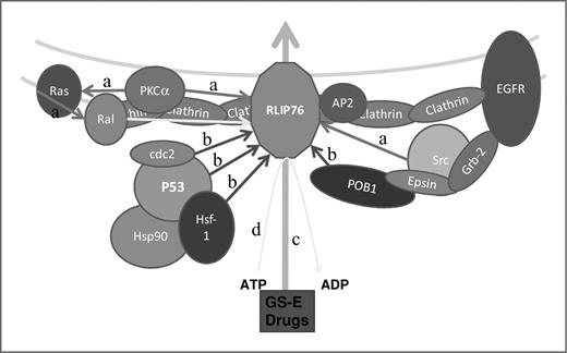 Figure 6. RLIP76: A multi-specific regulator of multi-drug resistance and tumor-progression: RLIP76 transports the GS-E of lipid-peroxidation products and administered chemotherapy drugs out of cells, thereby reducing the cytotoxic impact of both radiotherapy and chemotherapy. In addition, RLIP76 regulates vital proliferative and metastatic signaling networks in cancer cells (Arrows: “a”-stimulation; “b”-inhibition; “c”-transport and “d”-interaction). RLIP76 by its interaction with AP2 regulates the EGFR endocytosis. RLIP76 binds with CDK1 and translocates where it participates in the spindle formation during mitosis. RLIP76 is a critical mediator of PKCα-induced proliferation and drug resistance. RLIP76 enhances the migration of cells by activating GTPase R-Ras and Rac.