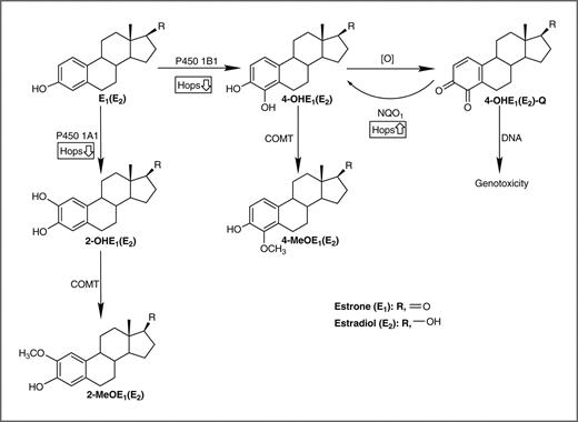 Figure 1. Scheme of potential mechanisms by which hops can modulate estrogen metabolism in breast epithelial cells. Hops inhibits E2-induced upregulation of CYP450 1A1 and CYP450 1B1 resulting in reduced formation of catechol estrogens leading to less quinone production; hence, DNA damage and malignant transformation is decreased. Because COMT converts 2-OHE1 and 4-OHE1 into the corresponding 2- and 4-methoxy metabolites, these served as indices of catechol estrogen formation.
