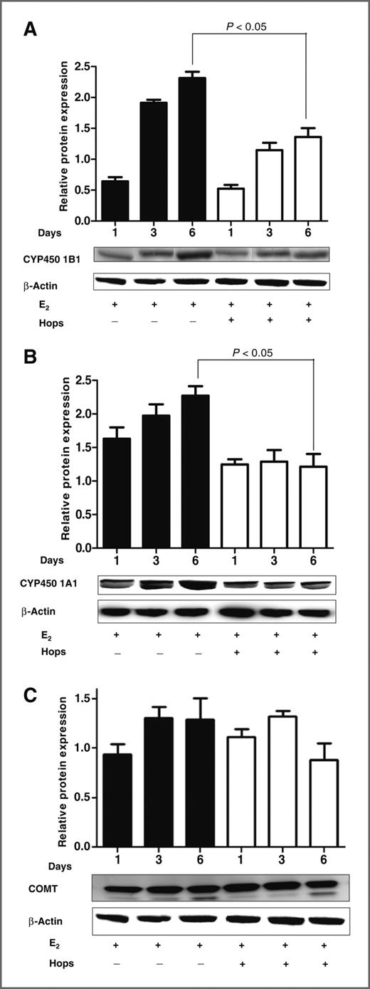 Figure 4. Hops inhibits E2-induced (A) CYP450 1B1 and (B) 1A1 expression. C, COMT expression is not significantly affected by either E2 or hops. Cells were collected at different time points (1, 3, and 6 d) after the treatment, and protein was extracted and analyzed by immunoblotting. Anti-CYP450 1B1, anti-CYP450 1A1, and anti-COMT antibodies were used in 1:200, 1:1,000, and 1:1,000 dilutions, respectively. These blots are representatives of 3 experiments done independently. The intensity of the bands was normalized to β-actin as outlined in Material and Methods and represented as relative protein expression. Each lane contains 30 μg of total protein as determined by bicinchoninic acid assay.