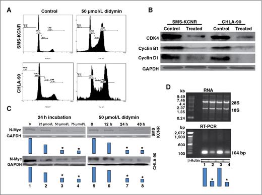 Figure 3. Effect of didymin on cell cycle and N-Myc levels in neuroblastoma. Inhibitory effect of didymin on cell-cycle distribution was determined by FACS analysis. Experimental details are given in the Methods section. The stained cells were analyzed using the Beckman Coulter Cytomics FC500, Flow Cytometry Analyzer. The experiment was repeated 3 times and similar results were obtained (A). The 50 μmol/L didymin-treated cells were processed for Western blot analyses for cyclin D1, cyclin B1, and CDK4 expression by using specific antibodies. Membranes were stripped and reprobed for GAPDH as a loading control (B). The SMS-KCNR and CHLA-90 cells were treated with didymin and the effect on N-Myc protein level using anti-N-Myc IgG was determined in a concentration- and time-dependent study. Results were quantified by scanning densitometry (C). The mRNA level of N-Myc following 50 μmol/L didymin treatment was assessed by RT-PCR using N-Myc gene-specific primers (Biosynthesis Inc.). Total RNA after 50 μmol/L didymin treatment (top, D) and N-Myc mRNA by RT-PCR (bottom D): Lane 1, SMS-KCNR, Lane 2, SMS-KCNR didymin treated, Lane 3, CHLA-90, Lane 4, CHLA-90 didymin treated. Bars represents densitometry and *, P value less than 0.001 compared with control.