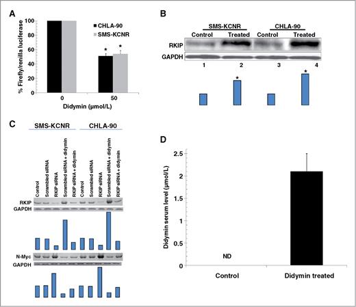 Figure 4. Effect of didymin on N-Myc promoter activity and RKIP expression. Downregulation of luciferase activity upon didymin treatment: Upon transfection with the N-Myc luciferase reporter construct or a control construct along with a Renilla luciferase vector and followed by 24-hour treatment with 50 μmol/L didymin, luciferase activities were measured. A significant decrease in the relative activity of the N-Myc luciferase reporter assay was observed in didymin-treated cells as compared with that of controls. *, P < 0.001 compared with control (A). Western blot for RKIP expression 24 hours after 50 μmol/L didymin treatment: Bars represents densitometry and *, P value less than 0.005 compared with control (B). After knockdown of RKIP by siRNA, the levels of RKIP and N-Myc were detected by Western blot analyses. Membranes were stripped and reprobed for GAPDH as a loading control. Results were quantified by scanning densitometry (C), and the concentration of didymin in mice serum by HPLC analysis: Didymin concentration was determined after 1 hour of final oral dosage (50 μg or 2 mg/kg b.w.) in mice serum. Bar represents the quantification (mean ± SD) of didymin in mice serum (n = 3). ND, not detectable (D).