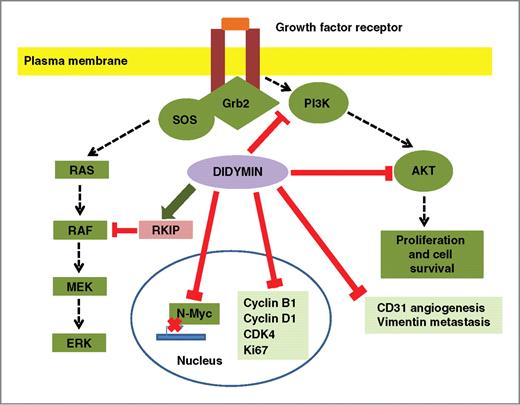 Figure 6. Effect of didymin signaling pathways in neuroblastoma. The novel flavonoid didymin inhibits N-Myc transcription. Didymin downregulated PI3K, Akt, vimentin, and upregulated RKIP. Didymin downregulated cyclin D1, CDK4, and, importantly, cyclin B1, which is downstream effector of p53-mediated cell-cycle regulation. Didymin decreased the angiogenic marker CD31, proliferation marker ki67 and N-Myc in vivo as revealed by histopathologic examination of resected tumors. Dotted arrows, normal signal transduction; normal arrows, upregulation of signaling protein due to didymin; T-shaped lines, inhibitory effect of didymin.