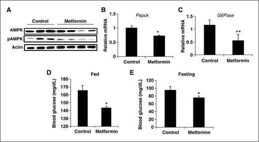 Figure 3. Metformin does not increase AMPK activation but does promote glucose homoeostasis. A, metformin does not increase AMPK expression or phosphorylation. Protein extracts from livers of control and metformin-treated mice were separated by SDS-PAGE and immunoblotted for AMPK, phospho-AMPK, and actin as a control. Metformin decreases (B) Pepck and (C) G6Pase mRNA expression in livers of treated mice. RNA was isolated from livers of control and metformin-treated mice and RT-PCR conducted for Pepck and G6pase. Metformin reduces (D) fed and (E) fasting glucose levels. Mice were fed or fasted overnight, tail vein blood obtained and glucose levels determined. N = 4–6 ± SD. *, P < 0.05; **, P < 0.005.