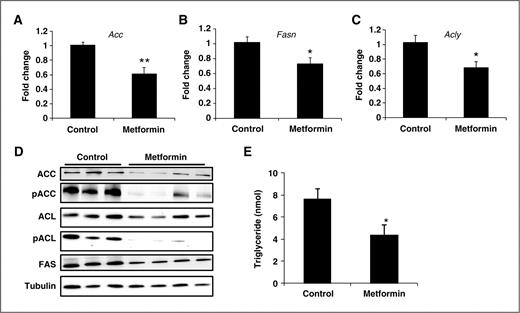 Figure 4. Metformin decreases the expression of enzymes driving hepatic lipogenesis. Treatment of mice with metformin decreases the expression of fatty acid synthesis genes, (A) Acc and (B) Fasn. C, metformin decreases the expression of the citrate cleavage enzyme, Acly. D, metformin decreases the protein expression of ACC, FASN, and ACLY, and active ACLY (phosphorylated). Metformin treatment does not increase AMPK activation as evidence by lack of an increase in ACC phosphorylation. Total cell lysates were prepared from liver tissues extracted from control and metformin-treated mice. Immunoblotting was done for ACC, p-ACC, ACLY, p-ACLY, and FAS. Tubulin was used as an endogenous control. E, metformin decreases liver triglycerides. For RT-PCR and triglycerides levels, N = 4–6 ± SD. *, P < 0.05; **, P < 0.005.