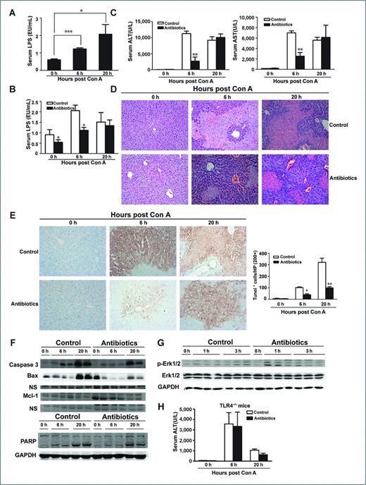 Figure 1. Antibiotics treatment suppresses Con A–induced liver injury and apoptosis in TLR4 intact mice. A, the serum LPS concentration at the indicated time after Con A injection in the untreated mice. *, P < 0.05; ***, P < 0.001, 0 versus 20 hours. B, the serum LPS concentration at the indicated time after Con A injection in the antibiotics-treated mice and untreated mice. C, ALT and AST levels in mice of antibiotics-treated and control group. D, H&E staining of livers from Con A–injected mice with or without antibiotics treatment. E, TUNEL assay of liver sections from antibiotics-treated and control mice 0, 6, or 20 hours after Con A administration. F, antibiotics-treated and control mice were treated with Con A. At the indicated times, the livers were removed and lysed for Western blot with antibodies against the indicated proteins. G, expression of phospho-Erk1/2 in antibiotics-treated and control mice 0, 1, or 3 hours after Con A treatment. H, ALT levels in TLR4−/− mice of antibiotics-treated and untreated groups after Con A administration. *, P < 0.05; **, P < 0.01. GAPDH, glyceraldehyde-3-phosphate dehydrogenase.