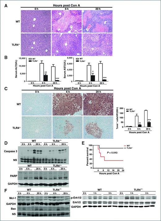 Figure 4. Loss of TLR4 greatly attenuates Con A–induced liver injury in mice. A, histologic analysis of liver sections from wild-type or TLR4−/− mice at the indicated times post Con A injection. n = 3 per time point per group. B, serum ALT and AST levels in mice of different genotypes were determined at the indicated times after Con A injection. C, TUNEL assay of liver sections from wild-type and TLR4−/− mice. D, wild-type and TLR4−/− mice were treated with Con A. At the indicated times, the livers were removed and lysed for Western blot with antibodies against the indicated proteins. E, wild-type and TLR4−/− mice were injected with lethal dose of Con A (25 mg/kg). The survival time of treated mice were monitored for 24 hours. F, expression of Mcl-1, Bax, and phospho-Erk1/2 in the liver lysates of wild-type and TLR4−/− mice at the indicated times after Con A treatment was assessed. *, P < 0.05; **, P < 0.01; ***, P < 0.001.
