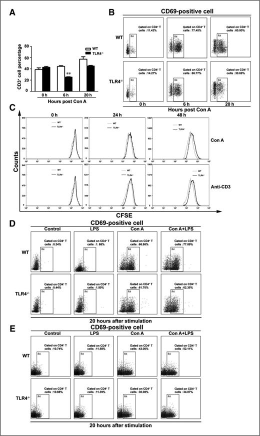 Figure 5. Deficiency in TLR4 does not affect T-cell proliferation but inhibits CD4+ T-cell activation following Con A injection in vivo and in vitro. A, liver mononuclear cells were isolated from wild-type and TLR4−/− mice 0, 6, and 20 hours post Con A administration and percentage of CD3+ cells were determined by flow cytometry. **, P < 0.01. B, the percentage of activated CD4+ T cells were determined by dual staining with CD4 and the activation marker CD69 followed by flow cytometric analysis. C, splenic cells isolated from wild-type and TLR4−/− mice were stained with CFSE and cultured in the presence of Con A or anti-CD3 antibody. After 0, 24, and 48 hours of culture, cells were analyzed by fluorescence-activated cell sorting (FACS) for CFSE fluorescence. No significant differences were observed in splenic cell proliferation following Con A or anti-CD3 antibody treatment between wild-type and TLR4−/− mice. D, isolated splenic cells from wild-type and TLR4−/− mice were stimulated with Con A or LPS or Con A+LPS for 20 hours and stained for CD4 and CD69. Percentages represent the proportion of CD4+CD69+ in whole CD4+ subpopulation. E, enriched spleen-derived CD4+ T cells were stimulated with Con A or LPS or Con A+LPS for 20 hours, CD4 and CD69 were detected by FACS. Percentages represent the proportion of CD4+CD69+ in whole CD4+ subpopulation.