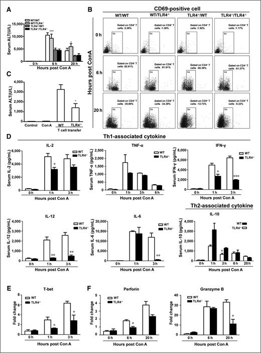 Figure 6. TLR4 expressed on bone marrow–derived cells promotes Con A–induced liver injury. A, bone marrow–transplanted chimeric mice were treated with Con A, and the serum ALT was measured at indicated times. n = 6–8. B, liver mononuclear cells were isolated from chimeric mice at the indicated times post Con A administration. The activation of CD4+ T cells was determined by the flow cytometry. C, NOD/SCID mice with transferred T cells were treated with Con A, and the serum ALT was measured 6 hours later. n = 6–8, *, P < 0.05. D, the expression of Th1-associated cytokines IL-2, TNF-α, IFN-γ, IL-12, IL-6, and Th2-associated cytokines IL-10 were determined by ELISA. n = 6–8, E, expression of T-bet mRNA in wild-type and TLR4−/− liver. F, expression of perforin and granzyme b mRNA in wild-type and TLR4−/− liver 0, 6, or 20 hours after Con A treatment.*, P < 0.05; **, P < 0.01; ***, P < 0.001.