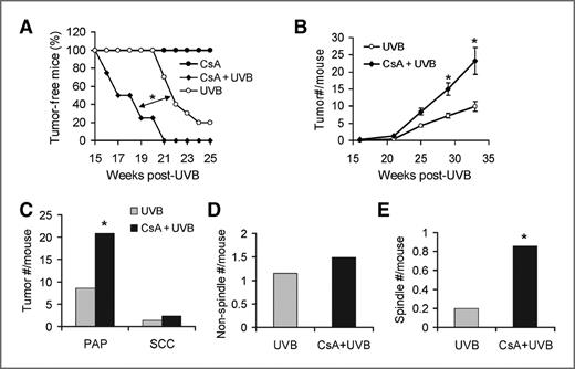 Figure 1. CsA increases UVB tumorigenesis but is not itself tumorigenic. A, percent of tumor-free nude mice in CsA-treated (CsA, n = 10), vehicle-treated UVB-irradiated (UVB, n = 10), and CsA-treated UVB-irradiated (CsA + UVB) groups (n = 10). *, P < 0.05, significant difference between indicated groups. B, number (#) of tumors per mouse in UVB and CsA + UVB groups. *, P < 0.05, significant difference between UVB and CsA + UVB groups. C, number (#) of PAP and SCC per mouse in UVB and CsA + UVB groups. D, number (#) of nonspindle cell SCC per mouse in UVB and CsA + UVB groups. E, number (#) of spindle cell SCC per mouse in UVB and CsA + UVB groups.