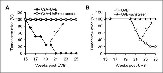 Figure 2. Sunscreen effectively prevents CsA–UVB tumorigenesis. A, percent of tumor-free nude mice treated with CsA + UVB with or without sunscreen application (n = 10). B, representative mouse pictures from CsA + UVB and CsA + UVB + Sunscreen groups. C, percent of tumor-free mice treated with UVB with or without sunscreen (n = 10). *, P < 0.05, significant difference between indicated groups.