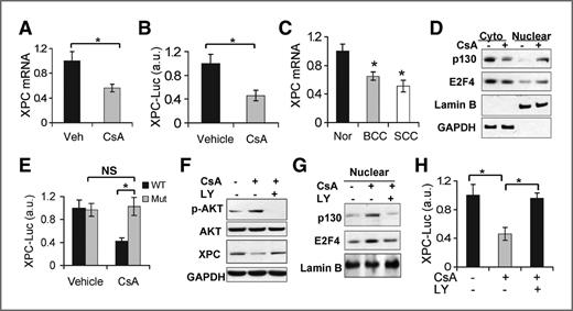Figure 4. CsA suppresses XPC transcription through AKT-dependent nuclear localization of E2F4/p130. A, a real-time PCR analysis of the XPC mRNA levels in vehicle and CsA-treated HaCaT cells. B, XPC promoter luciferase reporter assay of vehicle and CsA-treated HaCaT cells. *, P < 0.05, significant difference between comparison groups. C, real-time PCR analysis of XPC mRNA levels in normal human skin (Nor), BCC, and SCC specimens. *, P < 0.05, significant difference between normal human skin and human SCC. D, immunoblot analysis of p130, E2F4, Lamin B, and GAPDH in cytosolic and nuclear fractions from vehicle and CsA-treated HaCaT cells. E, promoter reporter assay of wild-type (WT) and E2F-inactive mutant (Mut) XPC promoter in vehicle and CsA-treated HaCaT cells. F, immunoblot analysis of p-AKT, AKT, XPC, and GAPDH in vehicle-treated, CsA-treated, and CsA-treated/LY-treated HaCaT cells. G, immunoblot analysis of p130, E2F4, GAPDH, and Lamin B in nuclear fractions from cells as treated in F. H, XPC promoter luciferase reporter assay of vehicle-, CsA-, and CsA/LY-treated HaCaT cells. *, P < 0.05, significant difference between comparison groups.
