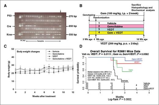 Figure 1. VEDT, alone and in combination with gemcitabine (Gem), increases median survival of LSL-KrasG12D/+;LSL-Trp53R172H/+;Pdx-1-Cre (KPC) mice. A, genotyping of Pdx-1-Cre + KrasG12D and Trp53R172H offspring by PCR. Top arrow indicates triple-positive gene. B, experimental design. C, body weights over 12 weeks by treatment group. Body weight gain was not significantly altered by VEDT treatment (by ANOVA), shown as means and SE (bars; n = 3–10 mice). D, Kaplan–Meier survival curves. Survival curves were significantly different among the 4 groups by log-rank test (P = 0.0002). CI, confidence interval. Pairwise comparison with Bonferroni correction of P value showed significant survival increase by VEDT treatment versus vehicle treatment (P = 0.01) and gemcitabine treatment versus gemcitabine + VEDT treatment (P = 0.05). NE, not evaluable.