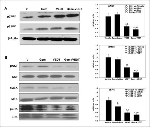 Figure 5. VEDT, alone and in combination with gemcitabine (Gem), induces cell-cycle arrest and inhibits survival pathway in tumors of KPC mice. A, Western blotting of p27Kip1 and p21Cip1 in tumors of drug-treated KPC mice. Gemcitabine, VEDT, and gemcitabine + VEDT treatment induced cell-cycle inhibitor proteins p21Cip1 and p27kip-1 in pancreatic tumor tissues (n = 5). B, Western blots of pAKT, pMEK, and pERK in tumors of KPC mice (n = 5). A significant inhibition of pAKT and pMEK (aP < 0.001) was noted in VEDT- and gemcitabine + VEDT-treated mice compared to vehicle treatment. Gemcitabine (bP < 0.05), VEDT (aP < 0.001), and gemcitabine + VEDT (aP < 0.001) significantly inhibited pERK expression in tumor tissues of KPC mice (right). All statistical analyses were conducted using ANOVA with Duncan test.