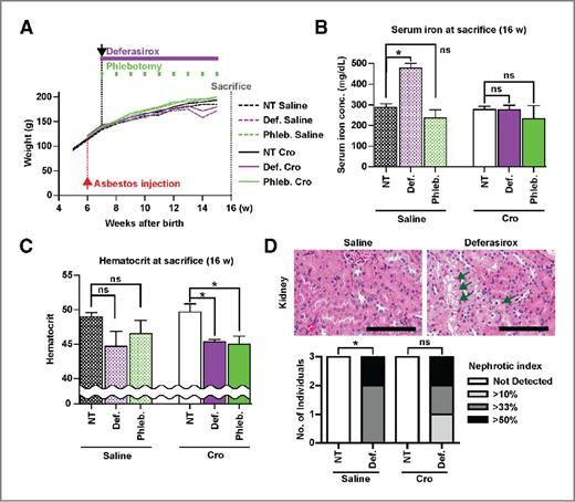 Figure 1. Effects of deferasirox and phlebotomy in the 16-week experiment. A, body weight changes in rats. Rats were injected intraperitoneally with crocidolite at 6 weeks of age and treated with oral deferasirox or phlebotomy, starting 10 weeks of age until sacrifice. The n = 3 in each group except the saline-injected and phlebotomy-treated female group (n = 4). B, serum iron concentration at sacrifice. C, hematocrit changes in rats. D, renal pathology in deferasirox-treated rats. Vacuolar degeneration, a reversible pathologic change, in renal cortex is indicated by arrows. The area of degenerative lesions of renal tubules is indicated as a nephrotic index. Statistics was calculated between low degeneration group (“not detected” and “>10%” groups) and high degeneration group (“>33%” and “>50%” groups) to let the χ2 test valid. Scale bars, 100 μm. P values (*, P < 0. 05; ns, not significant) were determined by one-way ANOVA with a post hoc Tukey test (B and C) or by the χ2 test (D).