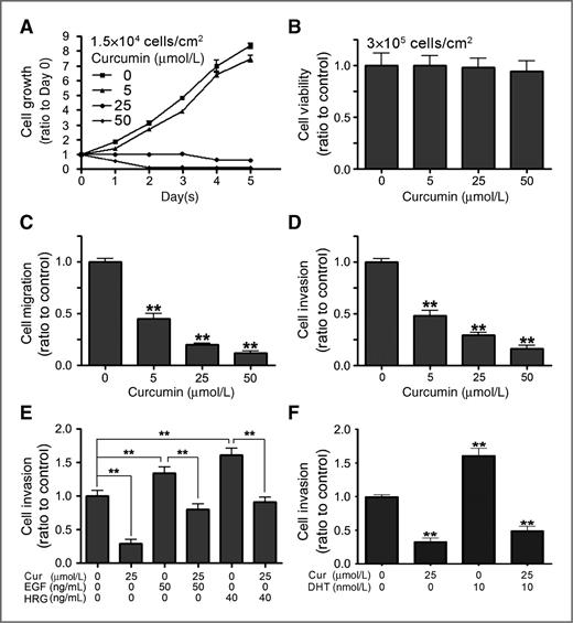 Figure 1. Effect of curcumin on prostate cancer (PCa) cell migration and invasion. A, analysis of curcumin effect on PC-3 cell growth using MTT methods. B, examination of curcumin effect on the cytotoxicity of PC3 cells with a trypan blue exclusion method. Curcumin effects on PC3 cell migration (C) and invasion (D) were analyzed using cell migration or invasion assays. Examination of curcumin effects on EGF-induced and HRG-induced PC3 cell invasion (E), and on androgen-induced LNCaP cell invasion (F). Each assay was conducted in triplicate and statistically calculated (mean ± S.E.; **, P < 0.001).