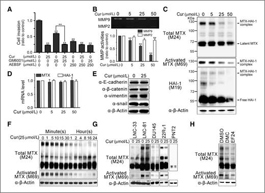 Figure 2. Identification of matriptase as a curcumin-targeting serine protease in prostate cancer cells. A, effects of curcumin, GM6001, and AEBSF on PC-3 cell invasion were analyzed and statistically calculated (mean ± S.E.; **, P < 0.001). B, curcumin's effect on MMP activity using gelatin zymography was analyzed in triplicate and statistically calculated (mean ± S.E.; **, P < 0.001). C, analysis of curcumin's effects on matriptase and HAI-1 in PC3 cells using immunoblotting assays with M24, M69, and M19 mAbs. D, effects of curcumin on the gene expression of matriptase and HAI-1 in PC-3 cells were analyzed by Q-PCR. E, analysis of curcumin effects on the expression of E-cadherin, β-catenin, vimentin, and snail in PC3 cells by immunoblot assays. F, time-kinetic effect of curcumin on matriptase in PC-3 cells. Cells were treated with 25 μmol/L curcumin for indicated times for Western blot analysis with M24 and M69 Abs. G, effect of curcumin on matriptase in different prostate cancer and epithelial cells. LNCaP (LN, C-33, and C-81), DU145, CWR22Rv1 (22Rv1), and prostate epithelial PNT-2 cells were treated with or without curcumin for 16 hours and used for the immunoblot analysis. H, effects of 10 μmol/L dimethoxycurcumin (DMC) and 5 μmol/L EF24 on matriptase in PC-3 cells were analyzed by immunoblot assay. β-Actin was used as control.