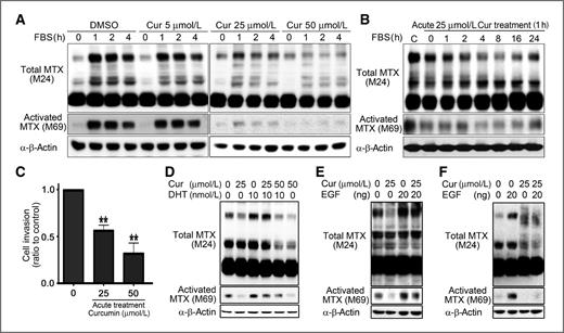 Figure 3. Curcumin reduced matriptase activation in prostate cancer cells. A, analysis of curcumin pretreatment on FBS-induced matriptase activation in PC-3 cells. Cells were pretreated with the indicated concentrations of curcumin for 24 hours and recultured with the medium containing 10% FBS for indicated times. B, analysis of acute curcumin treatment on matriptase in PC-3 cells. Cells received 1-hour curcumin treatment and regrew in a regular culture medium for indicated times. Cell lysates were used for immunoblot analysis. C, examination of acute curcumin treatment on PC3 cell invasion. One-hour, curcumin-treated PC-3 cells were used for cell invasion assay with statistical calculation. **, P < 0.001. D, analysis of curcumin effect on DHT-induced matriptase activation in C-33 LNCaP cells by immunoblot analysis. E, effects of curcumin on EGF-induced matriptase activation in C-33 LNCaP cells. Cells were treated with or without curcumin in the presence or absence of DHT (D) or EGF (E) for 16 hours, and used for immunoblot analysis. F, analysis of acute curcumin treatment on EGF-induced matriptase activation in C-33 LNCaP cells. The cells were pretreated with EGF for 2 hours and then recieved an acute treatment of curcumin for 30 minutes. Cell lysates were used for immunoblot analysis.