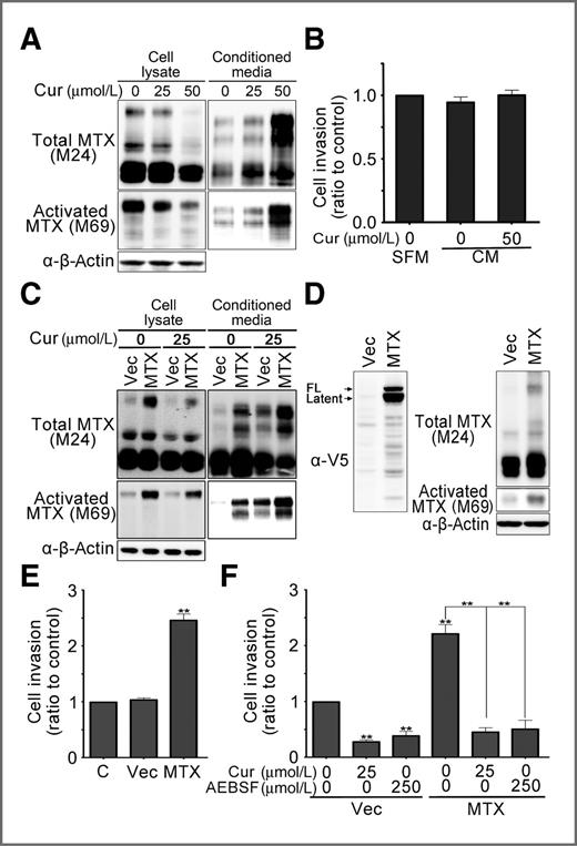 Figure 4. Curcumin promoted matriptase shedding and reduced matriptase-induced prostate cancer cell invasion. A, analysis of curcumin effect on matriptase shedding in PC-3 cells. The conditioned media of 16-hour, curcumin-treated PC-3 cells were collected and concentrated. Cell lysates and the conditioned media were analyzed by immunoblot analysis. B, examination of shed matriptase on prostate cancer cell invasion. The conditioned media (CM) of 16-hour, 50 μmol/L curcumin-treated PC3 cells were collected, washed out of curcumin, and used for cell invasion assay. C, effects of curcumin on the cellular and shed matriptase in matriptase-overexpressing PC3 cells. PC-3 cells were transiently transfected with V5-tagged matriptase plasmids (MTX), and their cell lysates and conditioned media were collected for immunoblot analyses. The serum-free media (SFM) were used as a control. D, immunoblotting analysis of matriptase in V5-tagged MTX-overexpressed CWR22Rv1 cells. Stable pools of MTX-V5 plasmids (MTX)-transfected CWR22Rv1 cells were selected by 400 μg/mL G418. Cell lysates were prepared for immunoblot analyses. E, examination of matriptase role in prostate cancer cell invasion. CWR22Rv1 (C), vector (Vec)-transfected, and matriptase (MTX)-transfected CWR22Rv1 cells were used for cell invasion assays with statistical calculation of mean ± SE. F, effects of curcumin and AEBSF on matriptase-induced prostate cancer cell invasion with statistical calculation of mean ± SE. **, P < 0.001.