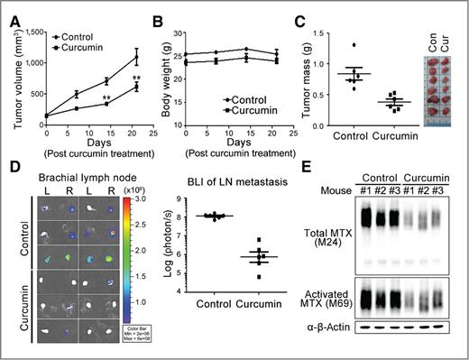 Figure 5. Curcumin suppression of tumor growth and metastasis in a PC3 xenograft model. A, effect of curcumin on the tumor volumes of PC3-Luc cell xenograft. The tumor volumes in vehicle-treated (control; n = 6) and curcumin-treated (100mg/kg/day; n = 6) mice were plotted and calculated as mean ± S.E. **, P < 0.01. B, the mouse body weight after curcumin treatment was weekly monitored. C, after 3-week treatment, tumor weights were measured, plotted, and statistically calculated as mean ± SE. D, curcumin effect on tumor matastasis to brachial lymph nodes was examined by bioluminescent images as photon flux per second. E, whole cell homogenates from xenografted tumor tissues with vehicle and curcumin treatment were immunoblotted. β-Actin was used as loading control.