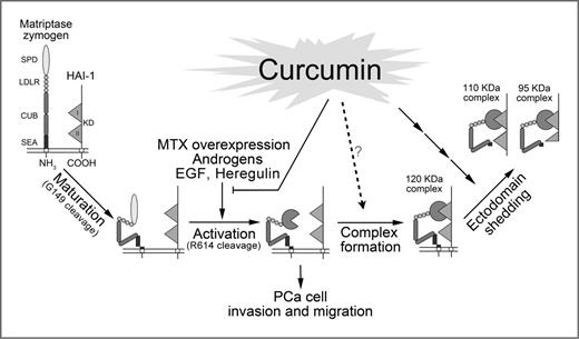 Figure 6. Model of curcumin's effects on matriptase in prostate cancer cells. Matriptase is synthesized as a single-chain polypeptide and its activation requires 2 sequential endoproteolytic cleavages: the first cleavage at G149 for matriptase maturation (30) and the second cleavage at R614 for activation (4). Active matriptase is quickly inhibited by HAI-1 with formation of 120 kDa complexes. Then, the matriptase–HAI-1 complex is shed with a molecular mass of 95 or 110 kDa into extracellular environments. The mechanism for curcumin to affect matriptase activity is proposed as follows: First, curcumin induces matriptase shedding, leading to decreasing cellular matriptase and prostate cancer cell invasion. Second, curcumin may inhibit matriptase activation by targeting multiple signaling pathways, such as androgens, EGF, and heregulin signaling, even by its overexpression.