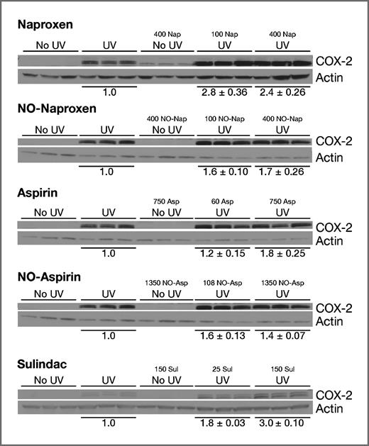 Figure 1. Effect of NSAIDs on UV-induced COX-2 expression. Three groups of 3 mice each were fed their respective experimental diets for 1 week, exposed to 220 mJ/cm2 UV (except the no UV group) and were killed 6 hours later. The epidermis was chipped from frozen skin into RIPA buffer and subjected to Western blot analysis as described under Methods and Materials. A representative experiment is shown; densitometry was conducted on each blot, the UV values were set to 1.0, and the NSAID data were expressed as the percentage of the UV control ± SE.