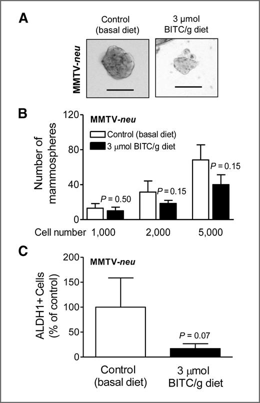 Figure 2. A, representative mammosphere images from tumors of MMTV-neu mice placed on basal (control) diet or 3 μmol BITC/g diet (100× magnification; scale bar- 100 μm). B, bar graph shows the number of mammosphere from tumors of control and BITC-treated MMTV-neu mice. Results shown are mean ± SD (n = 4 for control and n = 2 for BITC-treated). C, bar graph shows the percentage of ALDH1+ population in tumors from control and BITC-treated MMTV-neu mice. Results shown are mean ± SD (n = 4 for control group and n = 2 for BITC-treated group). Statistical significance was determined by two-tailed unpaired Student t test with Welch correction.