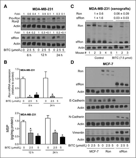 Figure 4. A, Western blotting for pro-Ron, Ronβ, and sfRon proteins using lysates from MDA-MB-231 cells after 6-, 12-, and 24-hour treatment with DMSO (control) or the indicated concentrations of BITC. B, quantitation of Ron mRNA level (top) by qPCR in MDA-MB-231 cells after 8- or 24-hour treatment with DMSO (control) or BITC (2.5 or 5 μmol/L). Quantitation of MSP (bottom) in lysates from MDA-MB-231 cells after 12- or 24-hour treatment with DMSO (control) or the indicated concentrations of BITC. Results shown are mean ± SD (n = 3). *, significantly different (P < 0.05) compared with DMSO-treated control by one-way ANOVA with Dunnett test. C, Western blotting for Ron and sfRon using MDA-MB-231 xenograft supernatants from control and BITC-treated athymic mice (n = 5 for control and n = 3 for BITC-treated). D, immunoblotting for Ron, sfRon, E-cadherin, N-cadherin, and vimentin using lysates from parental MCF-7 cells or those transduced to overexpress full-length Ron or sfRon after 24-hour treatment with DMSO or the indicated concentrations of BITC. Similar results were obtained from replicate experiments.