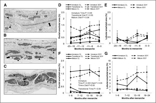 Figure 3. Pubertal mammary gland development of cynomolgus macaque fed a high-soy (SOY) or casein-lactalbumin (CL)-based diet. A–C, premenarchal breast (A) composed of mostly ductal structures (immature, transitional, and mature types indicated as arrowheads, thin arrows, and thick arrows, respectively). Immature lobules (▴) were abundant approaching menarche (B), whereas mature lobules (⧫) predominated postmenarche (C; H&E staining, 10× magnification). D, immature ducts were the only structures that showed a significant rise before menarche. E, there was no significant change in lobular area across premenarche. F, the proportion of immature and transitional ducts significantly decreased following menarche. G, the postmenarche breast contained primarily mature lobules. Values are LSM for n = 4–12 (CL) or 5–17 (SOY), error bars = SEM. The significant main effects and interactions are indicated in each panel. *, difference between SOY and CL (P < 0.01) by LSM Tukey HSD test. Body weight and menstrual cycle stage (postmenarche) were included in the model as covariates.