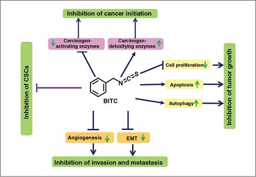 Figure 1. Possible mechanisms of action of BITC as an anticancer agent.