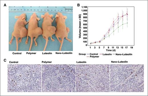 Figure 5. Antitumor effect of Nano-Luteolin in an animal model. A, representative mouse from each group. B, tumor growth of Tu212 xenograft was inhibited in the Nano-Luteolin–treated group compared with the control and luteolin. For Tu212 tumors, the difference in tumor volume during the whole measurement period reached a significant level between the Nano-Luteolin and luteolin group (P = 0.0398). Other comparisons were insignificant (P > 0.05). C, paraffin-embedded tissue sections from different treatment groups were immunostained with anti-Ki-67 for cell proliferation.