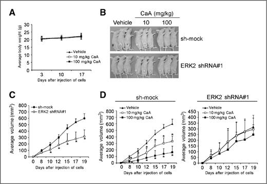 Figure 5. Knockdown of ERK2 decreases preventive effects of caffeic acid against skin cancer development in a xenograft mouse model. A, caffeic acid does not affect mouse body weight. Mice were treated with caffeic acid or its vehicle i.p. once/day for 3 weeks. Body weight of each mouse was measured once per week and data, means ± SD. B, representative photographs of mice from each group injected with sh-mock or ERK2 shRNA#1 A431 cells. At 19 days after injection of A431 cells, mice were euthanized with CO2. C, knockdown of ERK2 suppresses tumor growth in an A431 xenograft mouse model. D, knockdown of ERK2 decreases preventive effects of caffeic acid against skin cancer development. Mice either injected with A431 sh-mock or A431 ERK2 shRNA#1 cells were given caffeic acid or vehicle as described in Materials and Methods. In all groups, tumor volume was measured three times per week after injection with A431 cells. Data, means ± SD and the asterisk (*) indicates a significant difference (P < 0.05) in tumor volume (mm3).