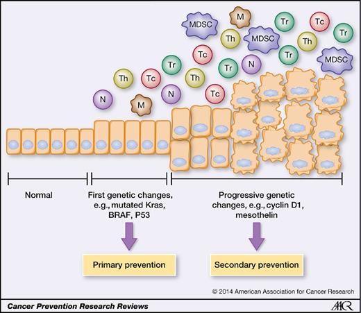 Figure 1. Timeline of malignant transformation and prevention. As transformation to malignancy progresses, an increasing amount of immunosuppressive mediators are present in the tumor microenvironment. Primary prevention vaccines should target early driver genes and could by themselves be sufficient to prevent further malignant transformation, although immunosuppressive mediators have been found in some premalignant lesions. Secondary prevention should include both driver gene targets and immune modulators. M, macrophage; N, neutrophil; Tc, cytotoxic T cell; Tr, regulatory T cell.