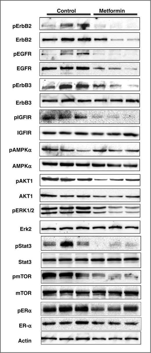 Figure 2. Metformin-induced in vivo inhibition of RTK signaling in mammary tissues of MMTV-ErbB2 transgenic mice. Protein lysates were prepared from mammary tissues of 18-week-old MMTV-ErbB2 mice treated with saline or metformin as specified in Fig. 1. Protein levels of indicated markers were detected by Western blot analysis.