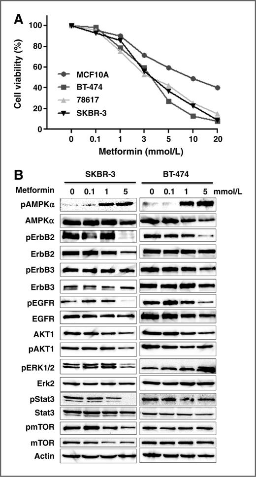 Figure 4. Metformin inhibits growth and RTK signaling of ErbB2–overexpressing breast cancer cells in vitro. A, effect of metformin on the proliferation of the selected cell lines. MCF-10A, BT-474, 78617, and SK-BR-3 cells were treated with metformin at indicated concentrations for 6 days, followed by SRB assay. B, Western blot analysis of RTK expression, activation, and signaling in ErbB2–overexpressing breast cancer cells.