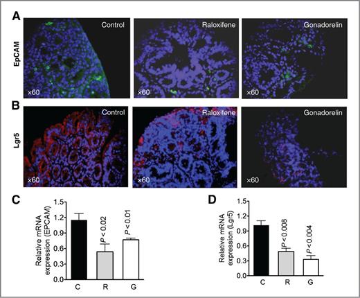 Figure 4. A, immunohistofluorescence for EpCAM positive cells in intestinal tumors from ApcMin/+ mice treated with raloxifene and gonadorelin. B, immunohistofluorescence for Lgr5 positive cells in intestinal tumors from ApcMin/+ mice treated with raloxifene and gonadorelin. C, real-time PCR analysis for EpCAM mRNA expression in intestinal tumors of treated and untreated ApcMin/+ mice. D, real-time PCR analysis for Lgr5 mRNA expression in intestinal tumors of treated and untreated ApcMin/+ mice. GAPDH was used as reference gene.